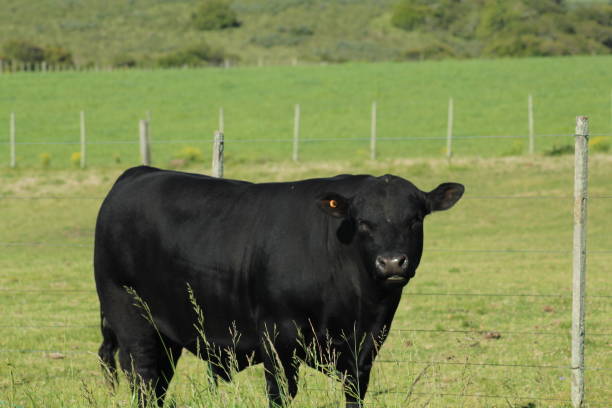 Aberdeen Angus Aberdeen Angus bull in a meadow bull aberdeen angus cattle black cattle stock pictures, royalty-free photos & images