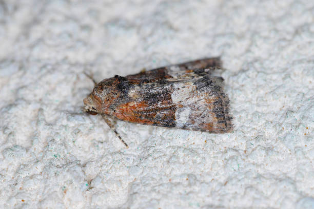 istock Cloaked Minor (Mesoligia furuncula) adult, resting on wall. 1446483143