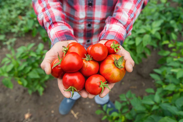 istock A man farmer holds a crop of tomatoes in his hands. Selective focus. 1446483152