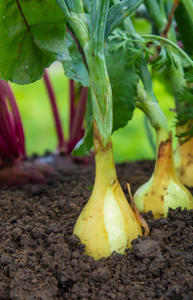 istock Vegetables grow in the garden. Selective focus. 1446483169