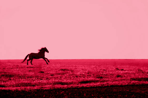 horse silhouette gallops across the field in the color of 2023 viva magenta. high quality photo - viva magenta stok fotoğraflar ve resimler