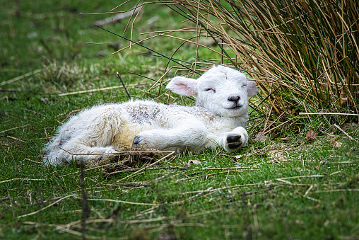 Sheep and Lambs in Spring