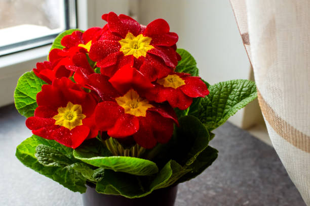 blooming red house flowers in a pot on the windowsill