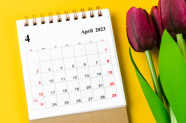 The April 2023 Monthly desk calendar for 2023 year and red tulip on yellow background. stock photo