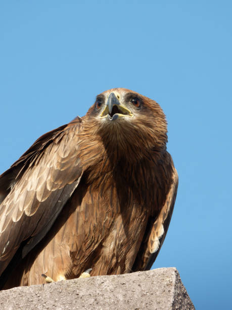 istock Black kite portrait close up shots Expressions 1446489935