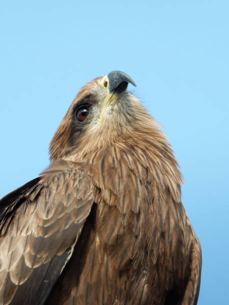 istock Black kite portrait close up shots Expressions 1446489974