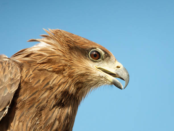 istock Black kite portrait close up shots Expressions 1446489987