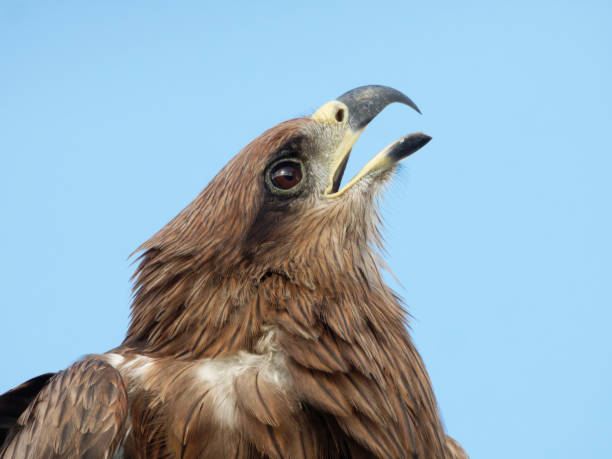 Black kite portrait close up shots Expressions Black kite portrait close up shots Expressions milvus migrans stock pictures, royalty-free photos & images