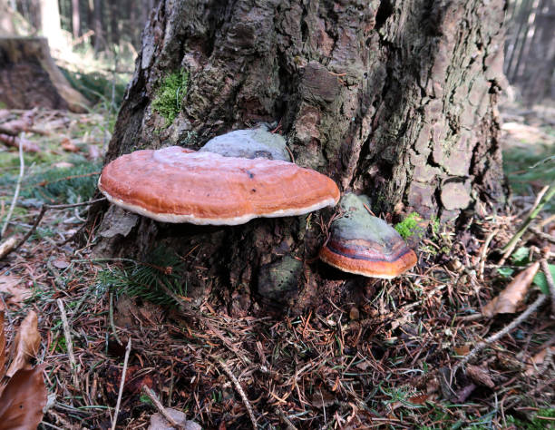 istock mushroom on an old tree stump in the forest 1446490431
