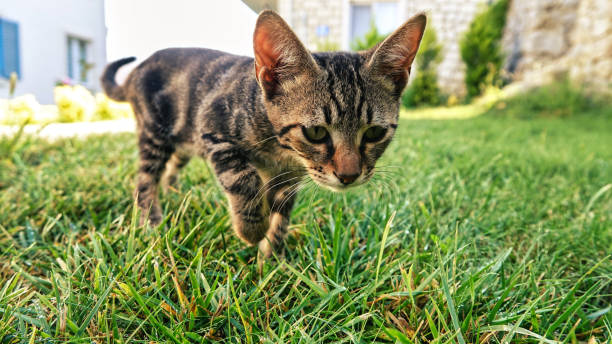 istock A kitten tabby cat chasing prey among the greenery 1446490448