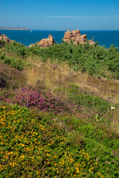 istock Pink and yellow heather on the Breton moor. 1446490489