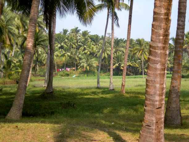 istock Palm trees on the coast of Varkala 1446490557
