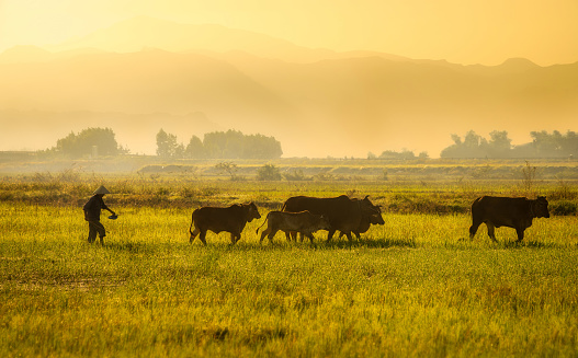 Herdsman herding cows on rice paddy field Dien Khanh, Khanh Hoa province, central Vietnam