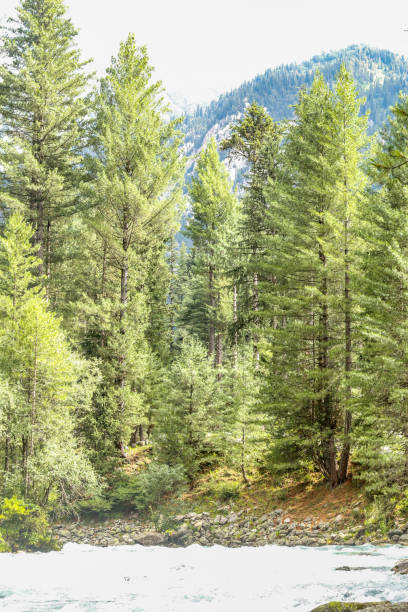 River of Kumrat Valley Beautiful Landscape Forest View