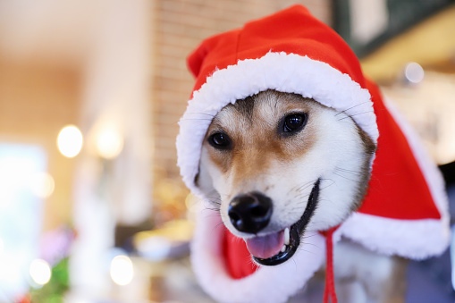 Cute Christmas pet Labrador dog and cat on white