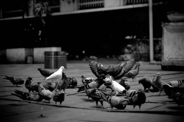 istock the flapping of a pigeon's wings 1446494010