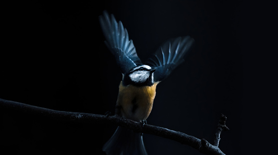 A tit sitting on a twig, about to fly away spreading it's wings, dark background, in motion, copy space, horizontal, minimalism