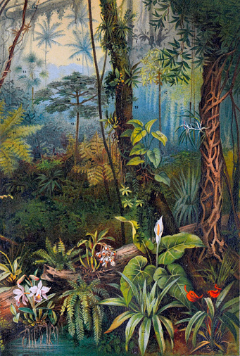Vintage tropical plants and flowers pattern. plant vintage. floral. landscape botanical jungle. hand drawn engraved botanic jungle illustration. green surroundings. natural nature.