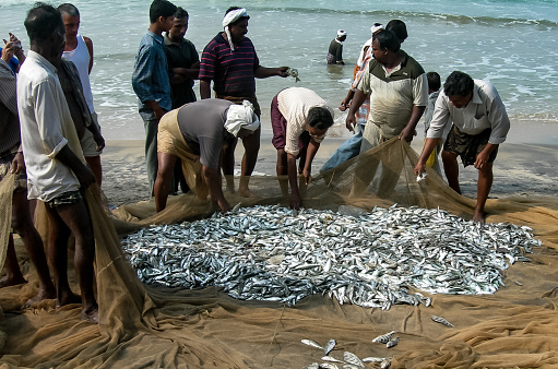 Varkala, Kerala, India - nov 19, 2005: a group of fishermen sort their freshly caught fish with a tug of net on a beach near Varkala, Kerala, South India.