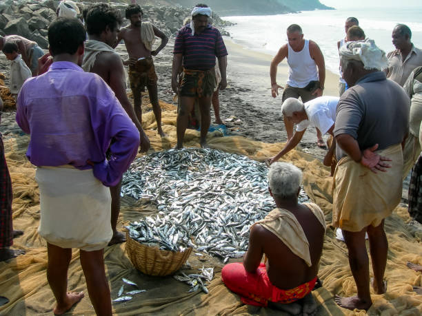 Varkala, Kerala, India - nov 19, 2005: a group of fishermen sort their freshly caught fish with a tug of net on a beach near Varkala, Kerala, South India.