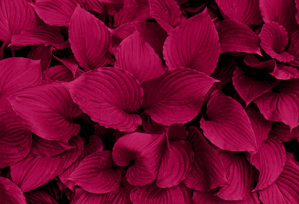 istock Foliage background in Viva Magenta. Red leaf top view 1446497075