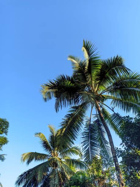 istock coconut trees with a very blue sky background 1446497107