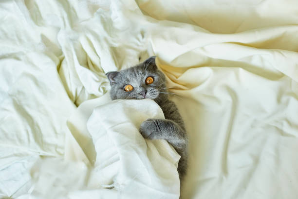 istock Cozy gray Scottish fold cat laying under blanket on a bed at home.  Top view. 1446498105