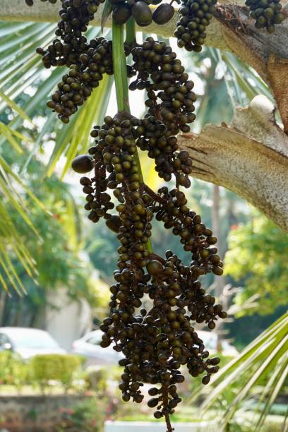 istock Black berries of palm tree 1446498136