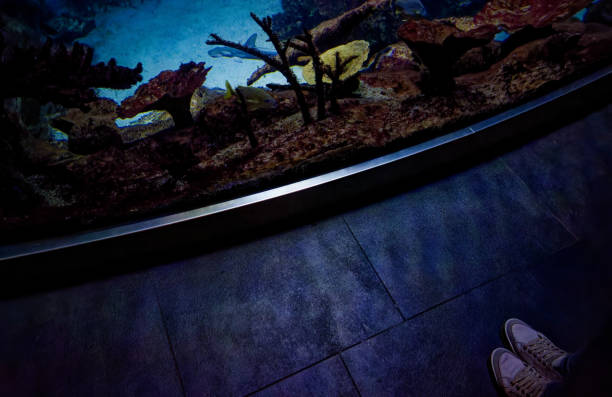 istock shoes in front of a fish tank 1446498233