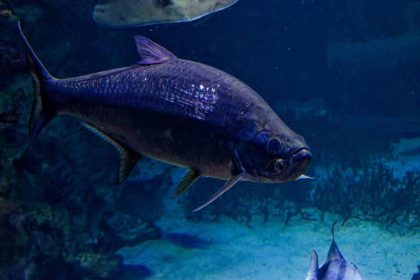 istock a big  fish in the ocean 1446498270