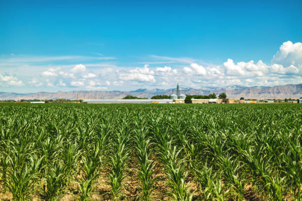 Campos de maíz de verano en el suroeste rural del oeste de Colorado Serie de fotos de EE. UU. - foto de stock