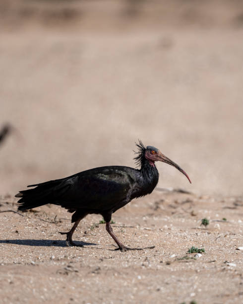 istock Northern Bald Ibis, Geronticus eremita, Souss-Massa National Park, Morocco. 1446500669