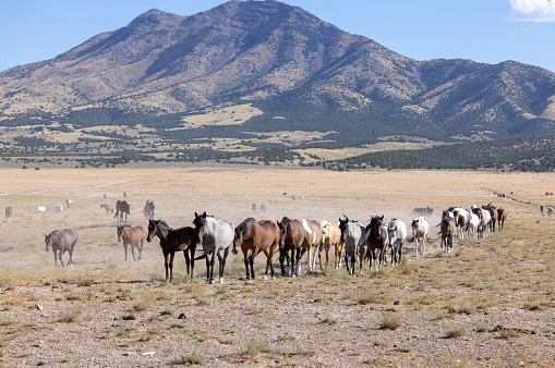 wild horses in the Utah desert in summer