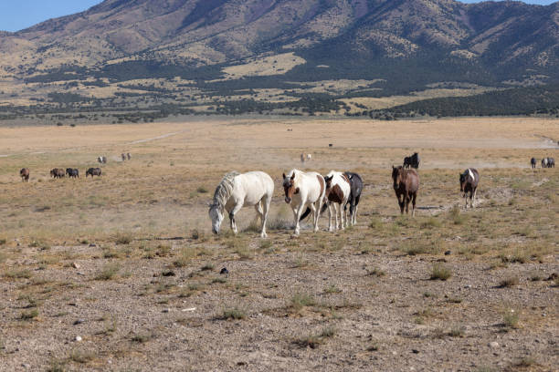 istock Wild Horses in Summer in Utah 1446501965