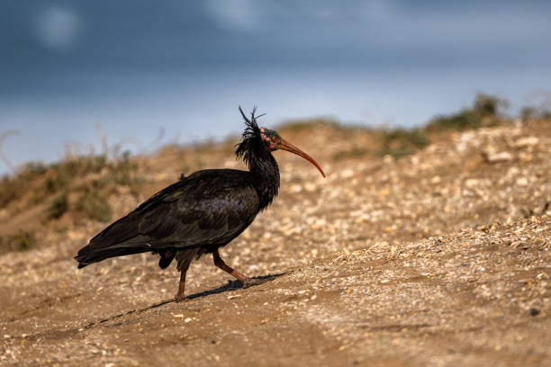 istock Northern Bald Ibis, Geronticus eremita, Souss-Massa National Park, Morocco. 1446502033