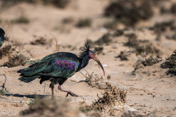 istock Northern Bald Ibis, Geronticus eremita, Souss-Massa National Park, Morocco. 1446502914