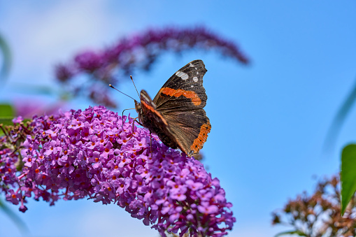 Red spotted admiral butterfly sitting on spring thistle