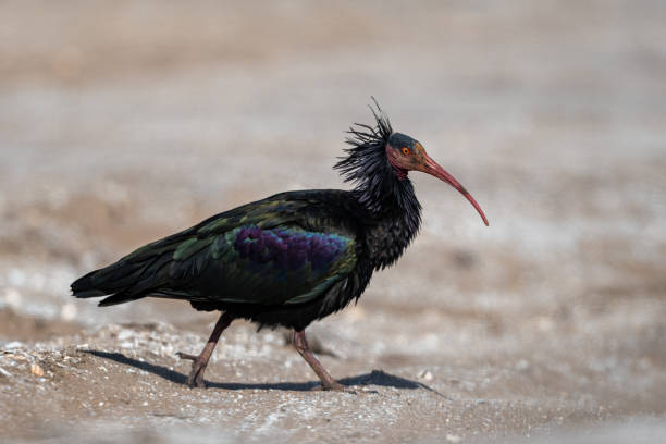 istock Northern Bald Ibis, Geronticus eremita, Souss-Massa National Park, Morocco. 1446503694