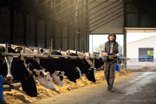 istock Farmer with a digital tablet in a cow farm. 1446503882