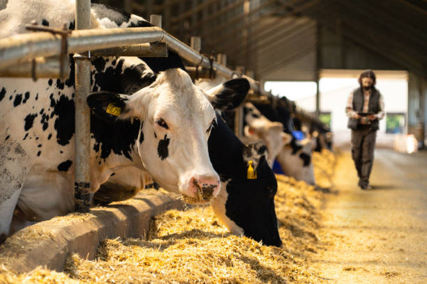 istock Farmer with a digital tablet in a cow farm. 1446503884