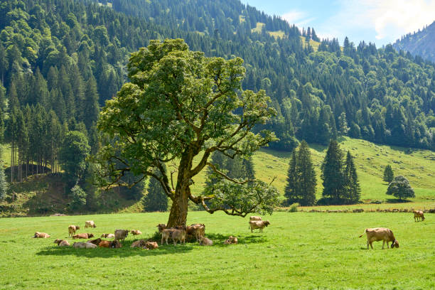 cattle herd on a pasture with an old mountain maple tree in the Gunzesried valley, Allgaeu Alps, Bavaria, Germany