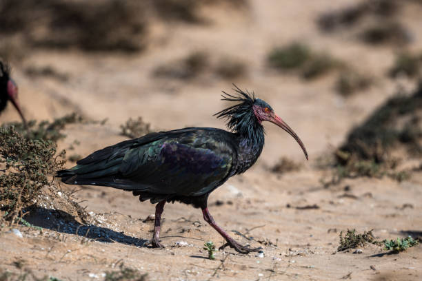 istock Northern Bald Ibis, Geronticus eremita, Souss-Massa National Park, Morocco. 1446504193