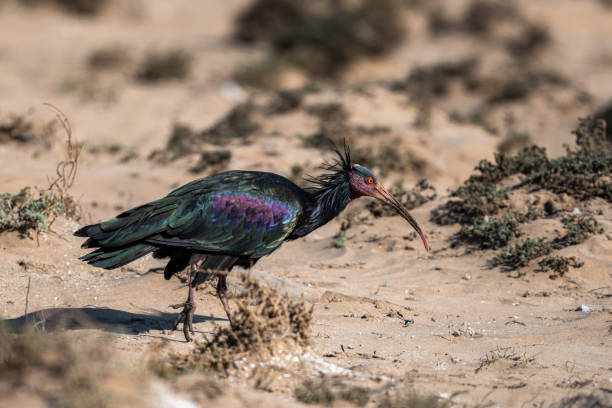 istock Northern Bald Ibis, Geronticus eremita, Souss-Massa National Park, Morocco. 1446504366