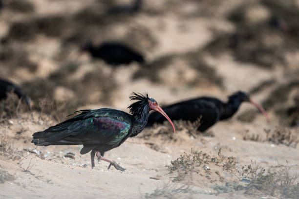 istock Northern Bald Ibis, Geronticus eremita, Souss-Massa National Park, Morocco. 1446504452