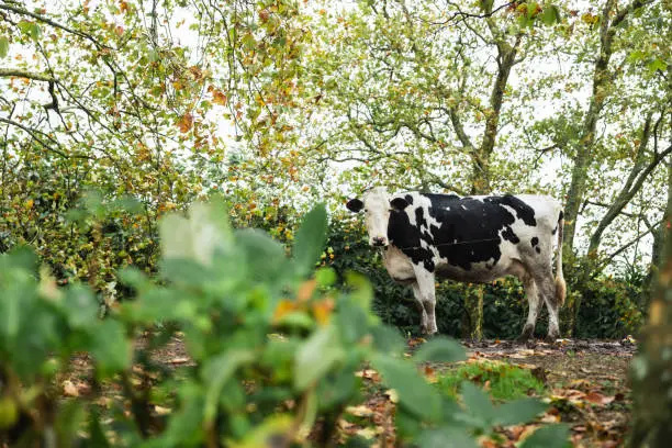 Cow in Sao Miguel, Azores, Portugal