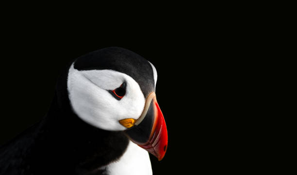 Portrait of a Puffin