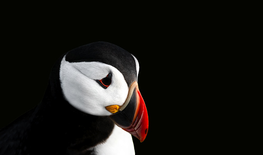 A close-up portrait of a puffin from the side, black background, minimalism, copy space, negative space, horizontal