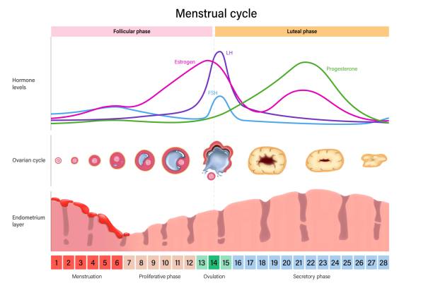 ilustraciones, imágenes clip art, dibujos animados e iconos de stock de ciclo menstrual. niveles hormonales, ciclo ovárico y capa de endometrio. fase menstrual, de ovulación proliferativa y secretora. fase folicular, ovulación y fase lútea. - menstruación