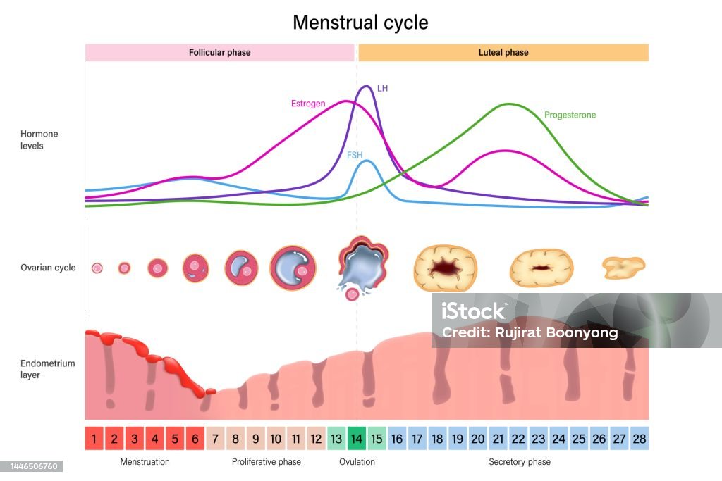 생리주기 호르몬 수치 난소주기 및 자궁 내막 층 생리 증식 배란 및 분비 단계 난포기 배란 및 황체기 월경에 대한 스톡 벡터 ...