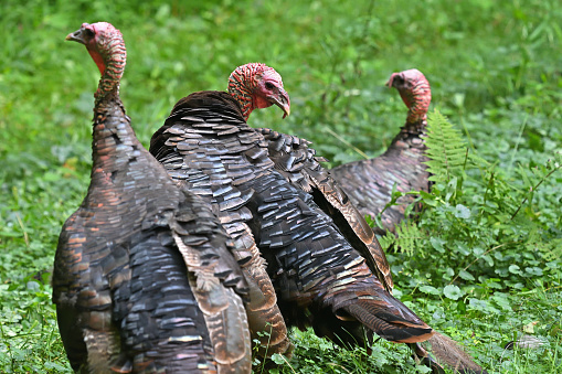 Male wild turkey threesome in a forest meadow dominated by ground ivy, summer. Taken in Connecticut's Litchfield Hills.